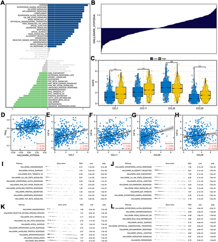 Figure 5 Hypoxia was associated with the Treg infiltration and CCL7, CCL11, CCL26, CCL28.