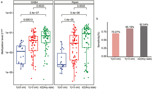Figure 8. Clinical performance of GNB4 and riplet for different tumour sizes of HCC. a: The methylation level of GNB4 and riplet in different tumour sizes of HCC; b: The sensitivity of GNB4 + riplet to distinguish different tumour sizes of HCC.