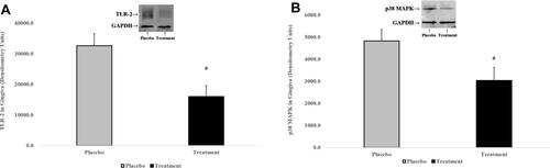 Figure 8 The effects of orally administered CMC2.24 or placebo on cell-signaling molecules in gingival extracts were measured by Western blot at three months. Grey bar: Placebo group; black bar: CMC2.24 treatment group. Each value represents the mean (n=4 samples/group) ± S.E.M. (A) TLR-2 in gingival extracts. #Indicates p<0.05, values compared to placebo at 3-month time period. (B) p38 MAPK in gingival extracts. #Indicates p<0.05, values compared to placebo at 3-month time period.