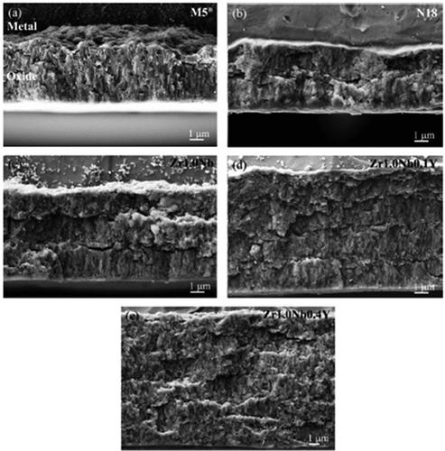 Figure 8. Cross-sectional morphology of the oxide films formed on zirconium alloys: (a) M5®, (b) N18, (c) Zr1.0Nb, (d) Zr1.0Nb0.1Y, and (e) Zr1.0Nb0.4Y. From [Citation70].