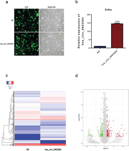 Figure 5. Construction of stable overexpression of hsa_circ_0003204 cell line and mRNA expression profile of hsa_circ_0003204 overpression cell. (a) Establishment of stable overexpression of hsa_circ_0003204 cell line with green fluorescent protein. (b) Validation of overexpression of hsa_circ_0003204 in cell by qRT-PCR. (c) Hierarchical cluster analysis (heat map) for differentially expressed mRNA between overexpression of hsa_circ_0003204 cell and negative control cell. (d) Volcano plot revealed the differentially expressed mRNA in overexpression of hsa_circ_0003204 cell compared to negative control cell