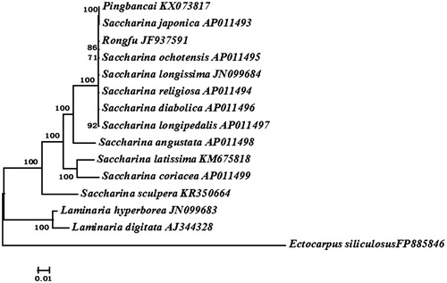 Figure 1. Phylogenetic trees derived from the Bayesian analysis constructed based on concatenated nucleotide sequences of 35 mtDNA protein-encoding genes.