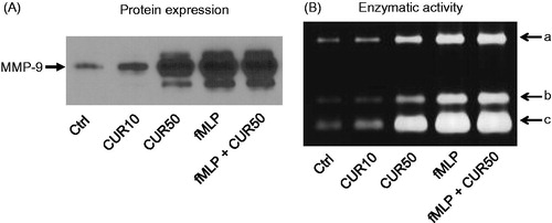 Figure 2. Curcumin increases MMP-9 expression and gelatinase activity in extracellular milieu. Freshly isolated human PMN (10 × 106 cells/ml in complete RPMI 1640) were stimulated for 30 min with buffer (Ctrl), 10 μM curcumin (CUR10), 50 μM curcumin (CUR50), 10−9 M fMLP, or a mixture of CUR50 + fMLP; supernatants were then harvested and used to perform (A) Western blots for analysis of MMP-9 protein expression or (B) zymography assays for determining enzymatic activity. (A, B) One representative experiments is shown (of six). the three gelatinase enzymatic activities (A, B, C) were similarly affected in all test conditions.