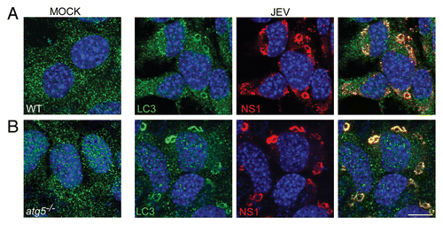 Figure 5. JEV NS1 colocalizes with endogenous LC3 in WT and atg5−/− MEFs. (A) Wt and (B) atg5−/− MEFs were mock-or JEV-infected (MOI 5, 24 h) and stained with antibodies against LC3 (green) and NS1 (red). Merging of the 2 signals and DAPI (blue) for nuclear staining is shown in the extreme right panels. Scale bar: 10 µm.