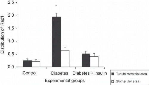 Figure 4.  Distribution of Rac1 expressions in kidney. The degrees of immunopositivity are indicated as: 0, negative staining; 1, weak staining; 2, moderate staining; 3, strong staining.Notes: All data were presented mean ± SEM. *p < 0.001, Diabetic group versus control and insulin-treated diabetic group.