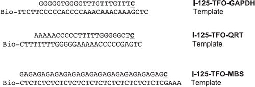 Figure 1. Sequences of used I-125-TFO. Labeling of TFO with I-125 was done by the primer extension method. Sequences of TFO and templates are written in plain text, I-125-cytosines added by Klenow polymerase are shown bold and underlined. Templates were modified with biotin (Bio) at the 3′-end.
