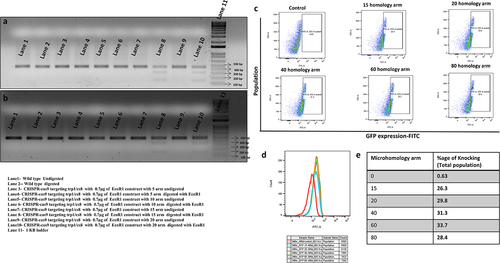 Figure 4. Optimization of CRISPR-Cas9 mediated knock-in of GFP and RFP-2A-GFP in whole yeast population, (a) fluorescence imaging of GFP expression in S. cerevisiae, (b) flow cytometric analysis of GFP expression in yeast (chromosomally integrated GFP at TRP1 locus) in comparison to the control yeast, (c) CRISPR-Cas9 mediated knock-in mechanism of RFP-2A-GFP at TRP1 locus confirmed by Fluorescence microscopy and (d) GFP- RFP co-expression confirmed and measured by the FACS analysis, n = 3, p ≤ 0.05.