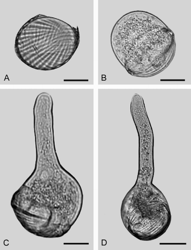 Fig. 3. LM of germinating pollen grains of Welwitschia mirabilis Hook. f.: (A) Germination starts with a split in the sulcus area. (B) The gametophyte expands out of the exine, to a spherical form. (C–D) The pollen tube is initiated towards one of the polar ends. The exine remains as a “cap” on the gametophyte as the pollen tube continues to grow. Scale bars – 20 μm (A–C); 25 μm (D).