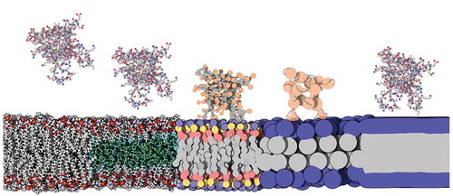 Figure 1. Membrane models and their respective compatible protein description. Membranes from left to right: all-atom, HMMM, MARTINI, SBCG, implicit. Proteins (Pleckstrin Homology (PH) domain, 2DA0) from left to right: all-atom, all-atom, half-MARTINI/half-RBCG, SBCG, all-atom. Rendered with 3DProteinImaging [Citation12]