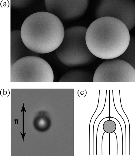 Figure 1. (a) Scanning electron microscopy image of micrometre-sized silica microspheres. (b) A silica microsphere with homeotropic surface anchoring in a planar cell filled with 4-cyano-4-n-pentylbiphenyl. A hedgehog point defect is visible. (c) Sketch of ‘dipolar’ director field around the microsphere with the homeotropic surface anchoring in a planar cell. The arrow indicates the orientation of the nematic far away from the particle.