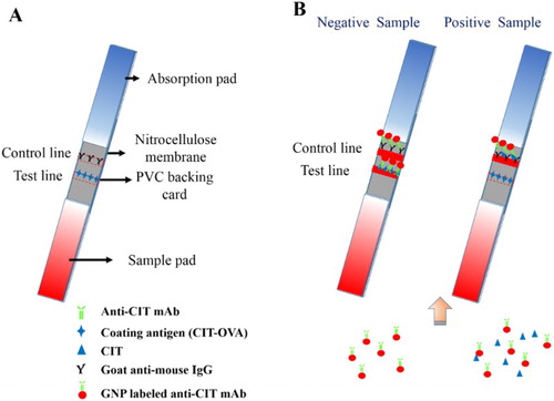 Figure 1. Principle of the lateral-flow immunochromatographic strip detection. (A) Composition of the lateral-flow immunochromatographic strip. (B) Strip detection with negative sample and positive sample.