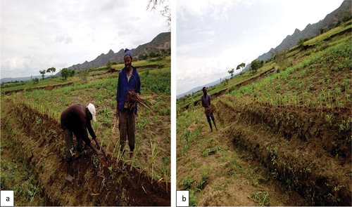 Figure 3. (a) daily laborers planting desho on fanyaaju at the study area. (b) desho grass that was planted on fanyaaju embankment and the end of burm.