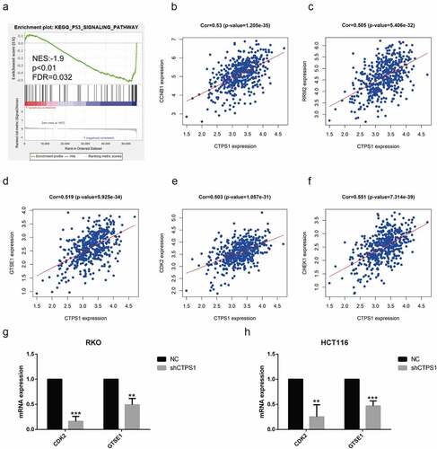 Figure 5. CTPS1 promoted the progression of CRC cells through the p53 pathway. (a) GSEA indicated that CTPS1 was associated with the p53 signaling pathway. X-axis was each gene sorted and Y-axis was the corresponding enrichment score. There was a crest in the graph and the crest was the enrichment score. NES stood for normalized ES and FDR q-value stood for p-value adjusted by multiple assumption testing. (b-f) Co-expression assay forecasts the correlation coefficients of CTPS1 with cell cycle molecules CCNB1, RRM2, GTSE1, CDK2 and CHEK2 (cor>0.5). (g, h) The RT-PCR assay showed that the shCTPS1 group inhibited the expression of GTSE1 and CDK2 compared with the NC group. (*p < 0.05, **p < 0.01,**p<0.001).