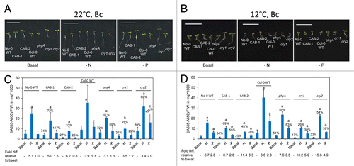 Figure 3. Development and anthocyanin content of wild-type, phytochrome-deficient and cryptochrome mutant seedlings under continuous blue light. No-0 wild-type (No-0 WT), CAB3::pBVR1 (CAB-1), CAB3::pBVR2 (CAB-2), Col-0 wild-type (Col-0 WT), phyA, cry1, and cry2 seedlings were grown at 22 °C for 4 d or 12 °C for 10 d on basal (B), nitrogen-limited (-N), or phosphate-limited (-P) Phytoblend medium with 1% sucrose under continuous B (Bc) illumination of 25 μmol m-2 s-1. (A, B) Images of seedlings. Scale bar represents 1 cm. (C, D) Anthocyanin content. Bars represent the mean (± SD) of at least 3 independent measurements. Numbers above each bar represent the percent of anthocyanins accumulated relative to WT grown on the same medium. Fold-increase values for anthocyanin levels for seedlings grown on nutrient-deficient medium relative to growth of the same line on basal medium are shown below the bar graph. Two-tailed, unpaired Mann-Whitney U-test analyses were performed to compare the means of anthocyanin contents per mg of fresh weight for a particular line on basal medium relative to respective nutrient limitations. Letters above bars: a, P < 0.001; b, P < 0.01; c, P ≤ 0.05.