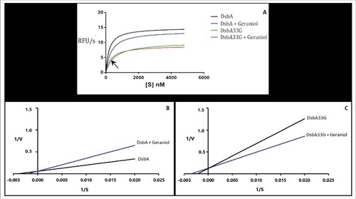Figure 2. Reduction of Di-E-GSSG by DsbA proteins in vitro. (A) Reducing activity of wild type DsbA and DsbA33G in the presence and absence of geraniol. DsbA or DsbA33G (40 nM) was incubated with various concentrations of Di-E-GSSG (50 nM - 5 µM) in a DsbA assay buffer at room temperature according to a previously published method [Citation19]. Fluorescence was measured with excitation at 525 nm and emission at 545 nm using a Spectramax microplate reader M5 (Molecular device). Conversion of Di-E-GSSG was expressed as relative fluorescence unit per second (RFU/s). Theoretical hyperbolic curves allowed the estimation of the Vmax for wild type DsbA and for DsbA33G (14.97 ± 5.39 and 10.14 ± 3.44 RFU/s, respectively). In the presence of 42 µM of geraniol, the Vmax values were significantly reduced to 13.89 ± 5.05 and 9.03 ± 3.44 RFU/s, respectively (P = 0.0052 and 0.0069, respectively). Error bars were removed for clarity. Km values were estimated using the Lineweaver-Burk plot for DsbA (B) and DsbA33G (C). Km was estimated as 200.3 and 331.8 nM for DsbA without and with 42 µM geraniol, respectively. Km was estimated as 537.6 and 331.8 nM for DsbA33G without and with geraniol, respectively. All experiments were repeated three times (n = 3) in triplicates each time. Data shown are pooled means + SD. Statistical significance was calculated using the Bonferroni correction t test with a significance value set at P < 0.01.