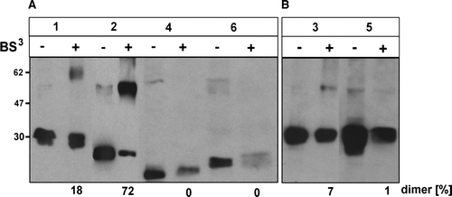 Figure 8.  Capability of truncated CLN6 to dimerize. In BHK21 cells overexpressing wild type (1) or the indicated CLN6myc truncation mutants (p.Glu2_Leu20del = 2; p.Glu2_Phe49del = 3; p.Glu2_Ile118del = 4; p.Leu286X = 5; p.Glu225X = 6) membranes were permeabilized and proteins chemically cross-linked with (+) or without (−) 0.2 mM BS3. The cell extracts were separated by SDS-PAGE followed by Western blot analysis using anti-myc antibodies. The blots were densitometrically scanned and the percentage of dimeric forms formed by cross-linkage are given