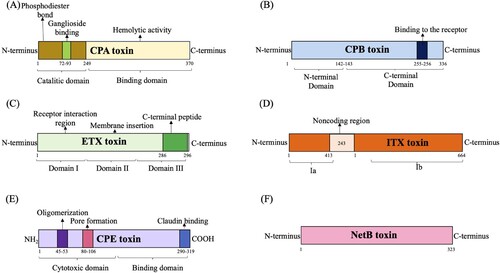 Figure 1. Schematic representation showing domain structure of Clostridium pefringens main toxins (A). CPA toxin (B). CPB toxin (C). ETX toxin (D). ITX toxin (E). CPE toxin and (F). NetB toxin are shown. Numbers indicate amino acids that mark domain boundaries.