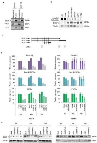 Figure 3. DIEXF protein and mRNA isoforms expression. (a) DIEXF protein expression measured by western blot from cytoplasmic and nuclear fractions in SW480 and HCT116 cell lines using tubulin as a loading cytoplasmic control and TATA as a loading nuclear control. (b) DIEXF protein expression measured by western blot in total extract of different cell lines using tubulin as a loading control. The p-AluSq2 DNA methylation level of each sample is represented in boxes using a greyscale (black: full methylation; grey: partially methylated; white: no methylation; see Figure 1 for more details). (c) Genomic location of the siRNAs used to silence DIEXF targeting different transcripts (siDIEXF#1, siDIEXF#2 and siDIEXF#3). (d) RT-qPCR of DIEXF gene in HCT116 using different sets of primers, at 24, 48, and 72 h after transfection of siRNAs. Expression levels were normalized using two reference genes (PPIA and PSMC4) and expressed relative to Mock. (e) Western blot of DIEXF protein in HCT116 cells at 24, 48, and 72 h after transfection of siRNAs. HCT116 plus Lipofectamine 2000 (Mock) and HCT116 transfected with a non-targeting siRNA (siCtrl) were used as controls. The band that corresponds to DIEXF protein is indicated with an arrowhead.