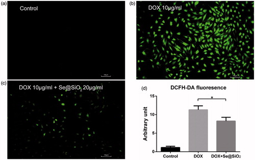 Figure 2. Comparison of cellular ROS induced by indicated drugs. (a,b,c) Cells were treated with the control (a), 10 μg/ml DOX (b) or 10 μg/ml DOX plus 20 μg/ml Se@SiO2 (c) for 4 h, followed by cellular ROS measurement, as reflected by DCFH-DA signals. (d) The fluorescence intensity of DCFH-DA was quantitated. Experiments were repeated 3 times. *, p < .05.