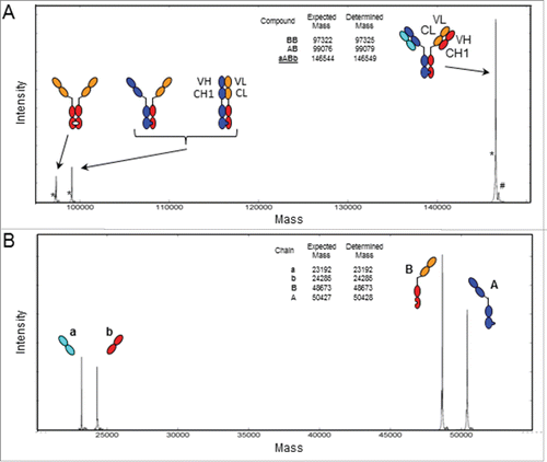 Figure 4. ESI-QTOF MS of the CrossMabFabantibody. Deconvoluted spectrum of (A) the deglycosylated, intact CrossMabFab demonstrating the presence of the intended product aABb consisting of the knob heavy chain A (blue), the hole CL-VL “heavy chain” B (red-orange), the wt light chain a (cyan) and the CH1-VH “light chain” b (red), and hole-hole and knob-hole heavy chain dimer side-products. (B) Deconvoluted spectrum of the deglycosylated, TCEP-reduced CrossMabFab showing the presence of the 4 different chains. Expected and determined average masses are listed. *Without C-terminal Gly. #Phosphate adduct.