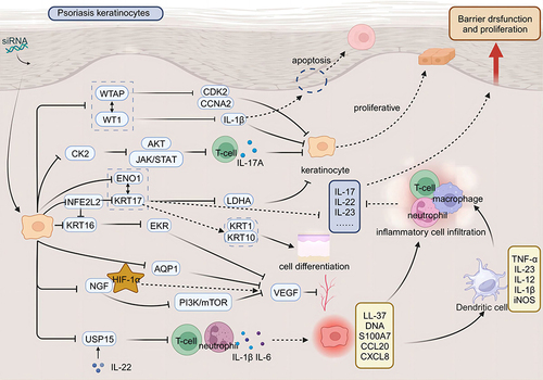 Figure 1 Therapeutic applications of siRNA in targeting pathogenic pathways underlying psoriasis. Therapeutic application of small interfering RNA (siRNA) targets the pathogenic pathways of psoriasis. In a physiological state, skin keratinocytes proliferate normally and fulfill a barrier function. In the pathological state of psoriasis, immune cells activate keratinocytes, leading to their rapid proliferation, abnormal differentiation, and inhibited apoptosis; this also promotes angiogenesis and increases inflammatory cell infiltration. Such activation disrupts the skin barrier function and causes a dysregulation in the normal proliferative capacity of keratinocytes, exacerbating the condition. siRNA therapy represents a promising strategy for treating psoriasis by silencing disease-causing genes. siRNA targets keratinocytes, silencing genes such as Casein Kinase 2 (CK2), WT1 Associated Protein (WTAP), WT1 Transcription Factor (WT1), and Enolase 1 (ENO1), which inhibits their proliferation. This action induces their normal differentiation and promotes apoptosis. Additionally, silencing genes such as Aquaporin 1 (AQP1), Nerve Growth Factor (NGF), and Keratin 16 (KRT16) inhibits Vascular Endothelial Growth Factor (VEGF), thereby hindering angiogenesis in psoriasis; Furthermore, targeting genes such as Ubiquitin Specific Peptidase 15 (USP15) and Keratin 17 (KRT17) can reduce inflammatory cell infiltration and attenuate the inflammatory response.