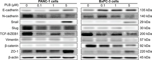 Figure 10 PLB regulates EMT markers in PANC-1 and BxPC-3 cells.