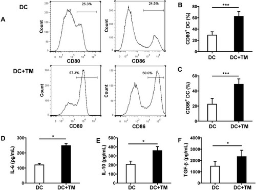 Figure 1 Talaromyces marneffei yeast cells induced the activation of DCs and the secretion of IL-6, IL-10 and TGF-β. DCs were cultured with or without yeast cells of TM (DCs: yeasts=1: 5) for 24 h, and the percentages of DCs expressing CD80 and CD86 on the surface were detected by flow cytometry. (A) Representative histograms of CD80 (left panel) and CD86 (right panel) are shown for un-stimulated and yeast-stimulated DCs. Comparisons of the percentages of (B) CD80 and (C) CD86 on DCs. In addition, the concentrations of (D) IL-6, (E) IL-10, and (F) TGF-β in the culture supernatant were detected by ELISA. Data are expressed as mean± SD (n=10). *P < 0.05, ***P < 0.001.Abbreviations: DC, dendritic cell; TM, Talaromyces marneffei; CD, cluster differentiation; IL-6, interleukin 6; IL-10, interleukin 10; TGF-β, transforming growth factor β; SD, standard deviation.