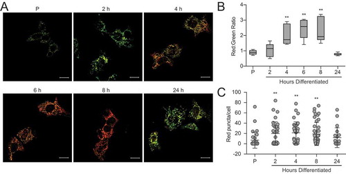 Figure 8. Mitochondria undergo progressive oxidation during HC11 cell differentiation. (A) Representative live-cell images of differentiating HC11 cells transiently transfected with pMitoTimer. Scale bars: 10 μm. (B) Average red to green fluorescent intensity ratio from 10 images per time point. (C) Enumeration of red-only punctate mitochondria from pMitoTimer images, indicating mitochondria actively undergoing mitophagy. A minimum of 10 images were evaluated per time point. Red puncta were not evaluated at 6 h of differentiation, as they were assessed from an independent experiment (n = 3). P: 24 h primed; h: hours differentiated. Data are presented as mean ± standard deviation. Box and whisker plots are presented from the 25th to 75th percentile, with the line at the median and the whiskers extending to the minimum and maximum values. Statistical significance was evaluated with multiple student t-tests relative to the primed time point (P). *p < 0.05, **p < 0.01
