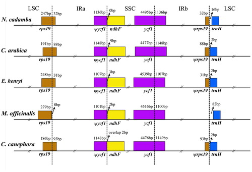 Figure 3. Comparison of the borders of LSC, SSC and IR regions among five chloroplast genomes.