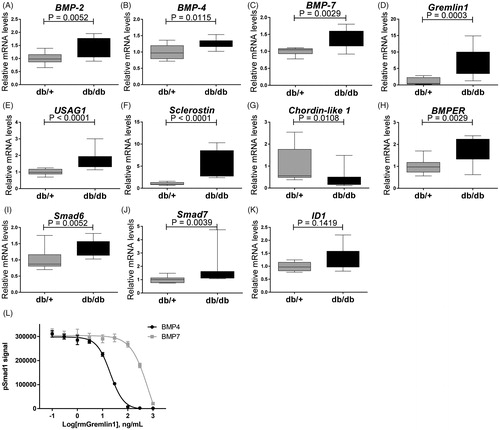 Figure 7. Expression genes encoding modifiers of pSmad signaling in 15 weeks old db/db mice. (A) BMP-2; (B) BMP-4; (C) BMP-7; (D) Gremlin1; (E) USAG-1; (F) Sclerostin; (G) Chordin-like 1; (H) BMPER; (I) Smad6; (J) Smad7; and (K) ID-1. Values are relative mRNA levels corrected to housekeeping genes and shown as box with whiskers minimum to maximum for a group of 10 mice. (L) Recombinant mouse Gremlin1 dose-dependent inhibition of BMP4 (4 ng/ml) and BMP7 (150 ng/ml) induced pSmad1 activity, quantified by AlhaLISA Surefire assay showing means ± SEM of n = 4.