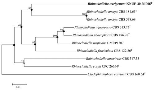 Figure 4. Neighbor-joining phylogenetic tree of KNUF-20-NI-005T based on ITS and LSU sequences, depicting the phylogenetic position among the related strains in the genus Rhinocladiella. Cladophialophora carrionii CBS 160.54T was selected as the outgroup. The neighbor-joining tree, maximum likelihood, and maximum parsimony trees indicated with filled nodes and open circles were made using maximum likelihood or parsimony. The strain isolated in this study is in bold, and the numbers above the branches represent the bootstrap values obtained for 1000 replicates. Bar = 0.01 substitutions per nucleotide position.