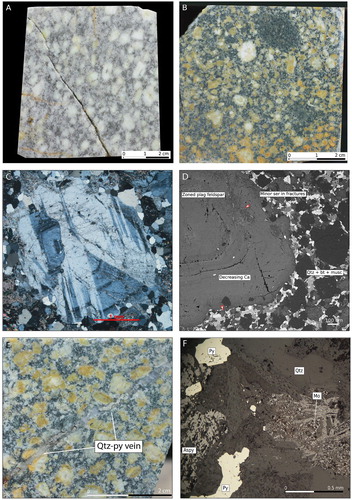 Figure 3. Blackwater dike textures. (A) and (B) display hand specimens of the dike. There is some feldspar colour change associated with sausseritic and/or sericitic alteration. (C) Cross-polarised light image of a zoned plagioclase phenocryst. (D) A back-scattered electron image of a coarse plagioclase within hornfelsic Greenland Group. Ser, sericite; Qtz, quartz; Bt, biotite; Musc, muscovite. (E) Hans specimen showing the dike to be cut by narrow quartz-pyrite veins. (F) A reflected light microscope image shows prominent pyrite, arsenopyrite (Aspy) and molybdenite (Mo).