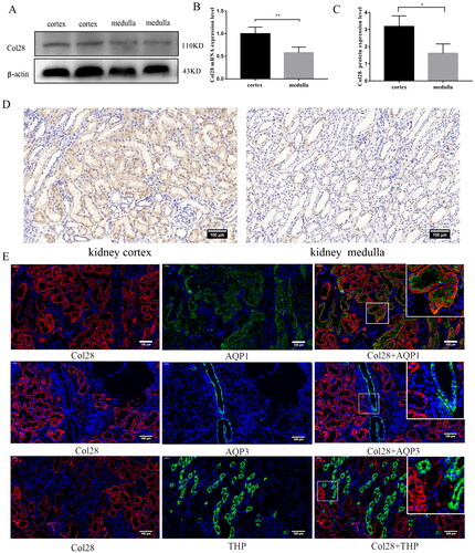 Figure 1. Expression and localization of COL28 in human normal kidney tissues. COL28 expression in the cortex and medulla of normal kidney tissue was analyzed by western blot (A) and immunohistochemistry (D). COL28 mRNA (B) and protein (C) expression were quantified and calibrated with the expression of β-actin. *p < 0.05, **p < 0.01. The localization of COL28 in normal kidney tissues (E). The experiments were repeated three times using eight samples each time. Data are presented as mean ± SD. Bar = 100 µm. Red represents COL28, green represents AQP1, AQP3, and THP, and blue represents the cell nuclei.
