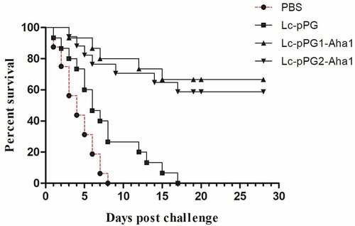 Figure 10. Survival rate of fish immunized with Lc-pPG1-Aha1, Lc-pPG2-Aha1, Lc-pPG, or PBS following challenge with the A.Hydrophila BSK-10 strain on post-immunization. 30 fish/group were used to record percent survival for 28 days.