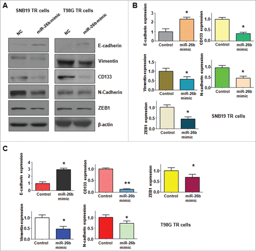 Figure 6. miR-26b mimic regulated the expression of EMT markers in TR glioma cells. (A) Western blotting analysis was performed to detect the expression of EMT markers in TR glioma cells. (B-C) Quantitative results are illustrated for panel A. * P < 0.05; ** P < 0.01 vs Control.