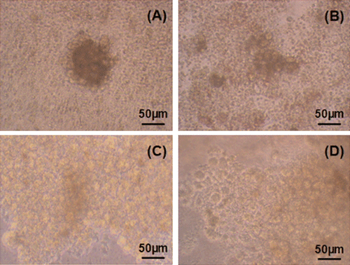 Figure 3.  Light microscopy photographs of hepatocytes (first day in culture): (a) In chitosan coated wells, (b) in gelatin coated wells, (c) in gelatin coated wells, (d) in collagen coated wells.