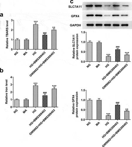 Figure 5. FABP4 inhibition reduced ferroptosis by upregulating PPARγ activity in HG-induced ARPE-19 cells.