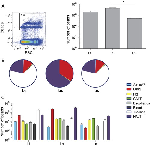 Figure 1. Distribution of beads after different routes of inoculation. (A) Total number of beads retrieved. At 1 h after i.t., i.o. or i.n. inoculation of control beads. (B) Pie charts indicate relative distribution over the different organs. (C) Absolute numbers of beads retrieved from the different organs. Data are depicted as mean + SEM from four chickens. *p < 0.05.