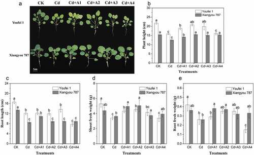 Figure 1. Effects of ABA on biomass accumulation in B. napus under Cd stress. (A) The plant phenotype under various treatments, above is the variety of Youfei 1 and below is the variety of Xiangyou 787, (B)Plant height, (C)Root length, (D)Shoot fresh weight and (E) Root fresh weight in two varieties. Values represent the means of three replicates (n = 3) ±SD in the experiment and different letters indicate a significant difference between treatments at P < 0.05. CK: control, nutrient solution alone; Cd: 10 μmol/L Cd was added into the nutrient solution; A1: 0.5 μmol/L ABA; A2: 1 μmol/L ABA; A3: 5 μmol/L ABA; A4: 10 μmol/L ABA.