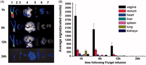 Figure 4. (A) Typical ex vivo images of the excised organs(one vagina, two rectum, three heart, four liver, five spleen, six lung, seven kidneys) examined by CRI Maestro 500FL at 1, 6,12 and 24 h after Flu/gel infusion into the mice vagina. (B) Semi-quantitative fluorescence intensities of various organs determined at different time points. The results were given as mean value ± SD, over three mice in a group.