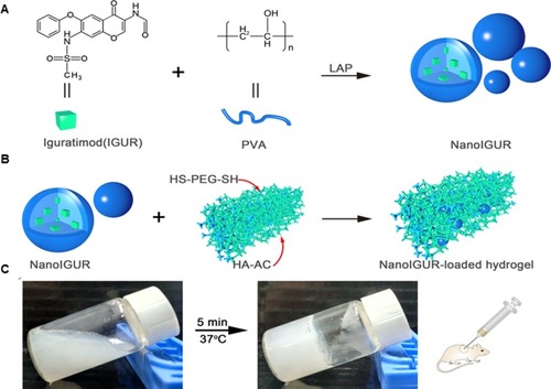Figure 2 Schematic illustration showing the process for preparation of NanoIGUR (A); the process for preparation of NanoIGUR-loaded hydrogel (B); and the solidification process of NanoIGUR-loaded hydrogel and the administration of subcutaneous injection of NanoIGUR-loaded hydrogel to the collagen-induced arthritis (CIA) rat (C).