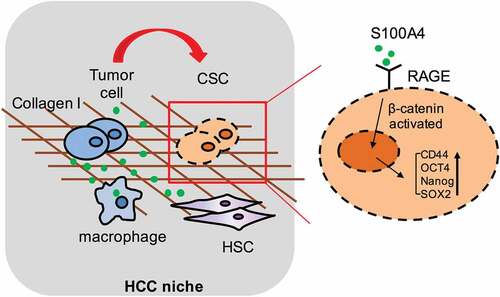 Figure 8. Schematic summary for the role of S100A4 in promoting fibrosis-related hepatocarcinogenesis through the crosstalk between macrophage-associated S100A4, fibrotic lesion and HCC stem cells