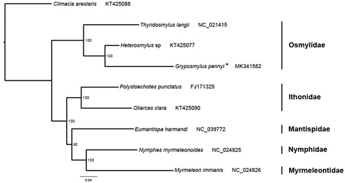 Figure 1. Phylogenetic tree inferred from ML analysis of the nucleotide of the 13 PCGs and two rRNA genes (13162 bp). The nodal numbers indicate the bootstrap values obtained with 1000 replicates. Genbank accession numbers for the sequences are indicated next to the species names. The newly sequenced mitogenome is indicated by the asterisk.