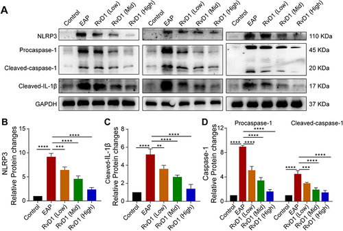 Figure 2 RvD1 treatment inhibits the activation of the NLRP3 inflammasome. (A) Western blotting assay to measure the protein levels of NLRP3, cleaved-IL-1β, pro-caspase-1, and cleaved-caspase-1 in prostate tissues of EAP and RvD1-treated mice. Statistical analysis of expression levels of NLRP3 (B), cleaved-IL-1β (C), pro-caspase-1, and cleaved-caspase-1 (D) detected by Western blotting assay. The data are shown as the mean ± SD and were analyzed by one-way ANOVA analysis. **P < 0.01; ***P < 0.001; ****P < 0.0001.