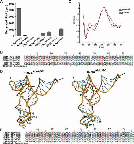 Figure 7. Methylation, sequential and structural characterizations of C38-containing non-substrate tRNAs. A. Bar graph of 3H incorporated into non-substrate tRNAs by DNMT2/TRDMT1 at 70 min. B. Sequence alignment of tRNAAla-AGC and four known tRNA substrates of DNMT2/TRDMT1. C. CD spectra of tRNAAla-AGC and tRNAAlaU32G. D. Tertiary structures of tRNAAla-AGC and tRNAAlaU32G predicted. The hydrogen bond interactions between C38 and mutational bases were denoted in yellow dashed lines. E. Sequence alignment of tRNAVal-CAC, tRNAGln-CUG, and four known substrates of DNMT2/TRDMT1. Data were expressed as the mean ± SD from three independent measurements