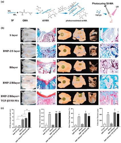 Figure 4. (a) schematic of the synthesis process of Sil-MA hydrogel. (b) osteochondral defect repair in rabbits with integral bilayer silk scaffold were evaluated in the regenerated area and by safranin-O/fast-green staining. (c)the ICRS scores and micro CT were used to evaluate the BMD (g/cm3), BV/TV (%), and th (μm) values of bone remodeling. Reproduced with permission from ref [Citation85]. Copyright © 2023 elsevier B.V.