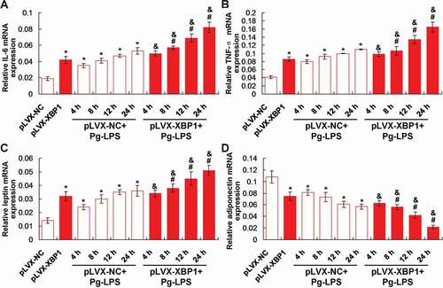 Figure 3. Effects of XBP1 over-expression on the inflammatory response and production of leptin and adiponectin using qRT-PCR assay. (a). Statistical analysis for the IL-6 gene transcription. (b). Statistical analysis for the TNF-α gene transcription. (c). Statistical analysis for the leptin gene transcription. (d). Statistical analysis for the adiponectin gene transcription. * p < 0.05 vs. pLVX-NC group, # p < 0.05 vs. pLVX-XBP1 group, & p < 0.05 vs. pLVX-NC+Pg-LPS group