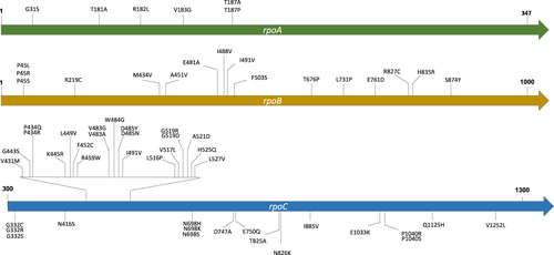Fig. 1 Putative compensatory mutations in the rpoA, rpoB, and rpoC genes identified in this study.Each putative compensatory mutation was supported by at least two independent evolution events