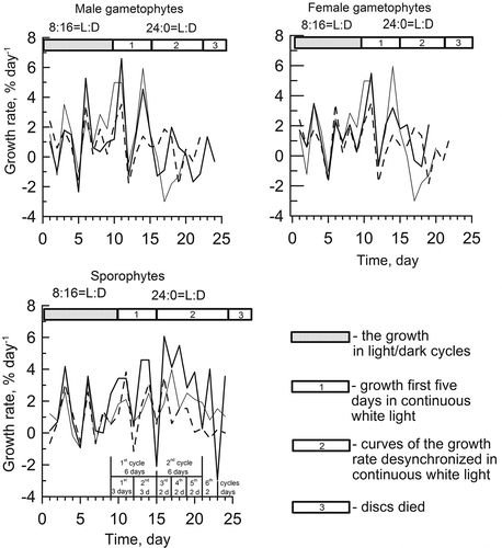 Figs 7. Infradian rhythms of growth of different generations of Ulva lactuca in continuous white light at 5°С and 40 μmol m−2 s−1. Each line in the figures represents the curve of growth rate of disc from one plant.