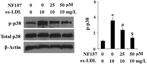 Figure 7. NF157 inhibits ox-LDL-induced activation of MAPK kinase p38. HAECs were treated with 10 mg/L ox-LDL with or without NF157 (25, 50 μM) for 2 h. Phosphorylated and total p38 were determined using western blot analysis (*, #, $, p < .01 vs. previous column group).